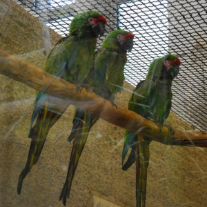 Kolorowe papugi- ary